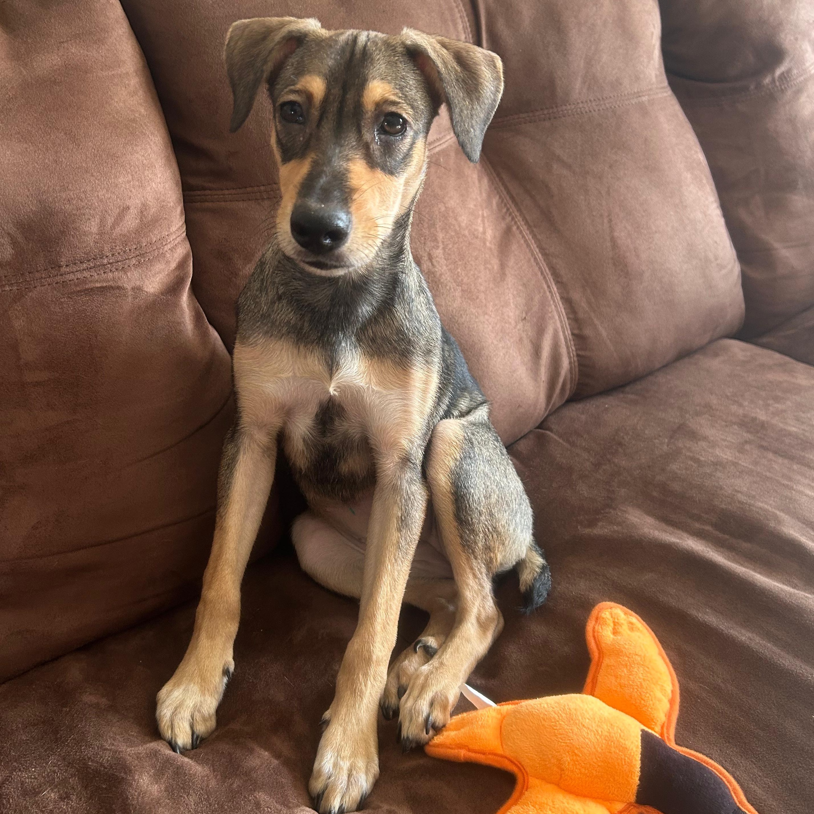 Hailey, ADOPTABLE, Puppy Female Shepherd.