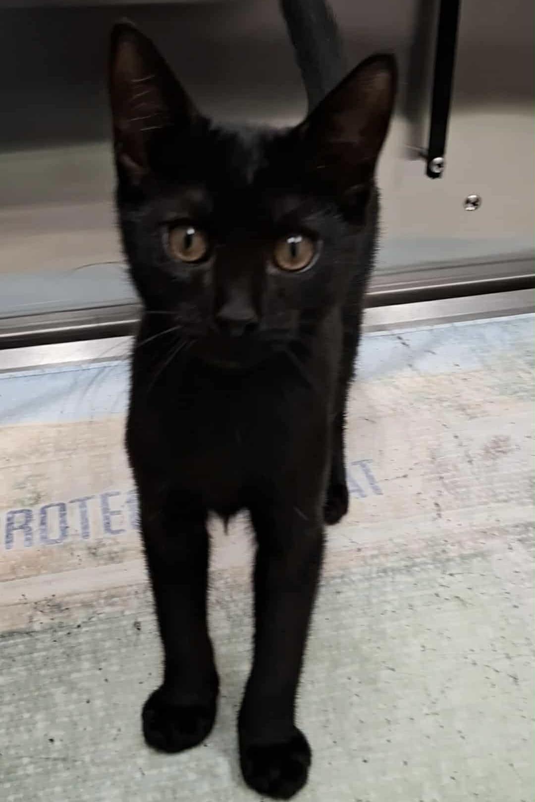 Enlarge Poe, an adopted Domestic Short Hair in Little River, SC image 1/2