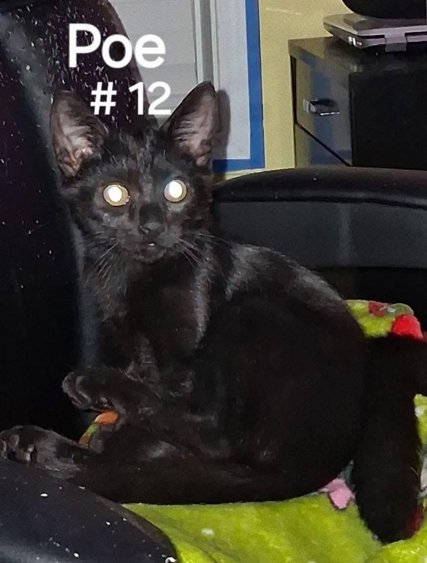 Enlarge Poe, an adopted Domestic Short Hair in Little River, SC image 2/2