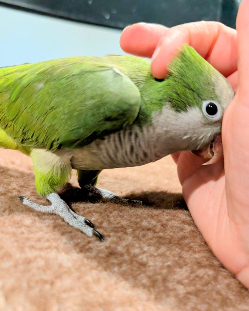 Cuddles, Adoptable, Senior Male Quaker Parakeet.