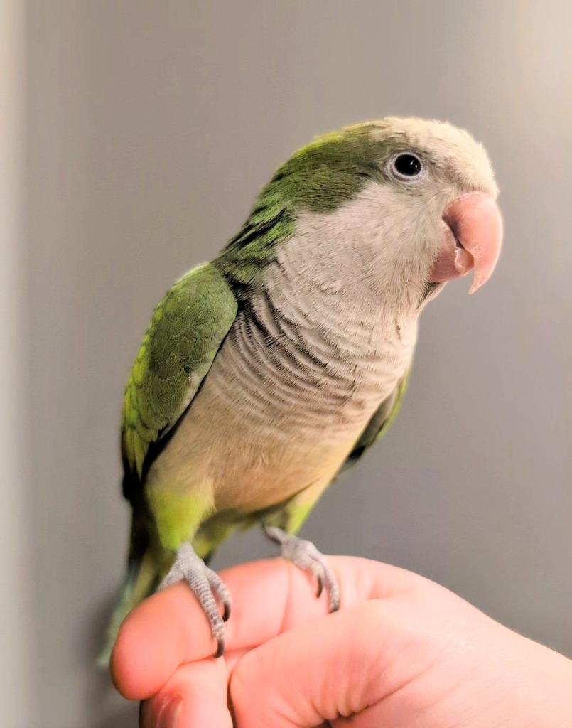 Cuddles, a Adoptable Quaker Parakeet in Ballwin, MO image 2/6