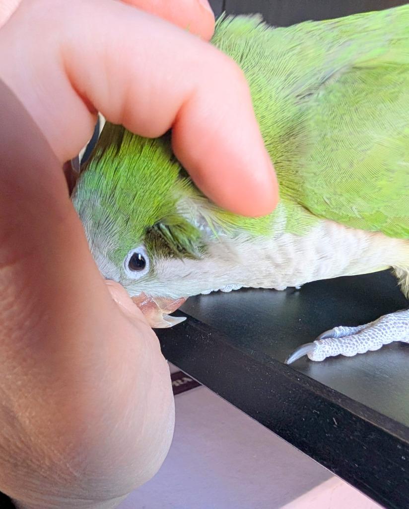 Cuddles, a Adoptable Quaker Parakeet in Ballwin, MO image 3/6