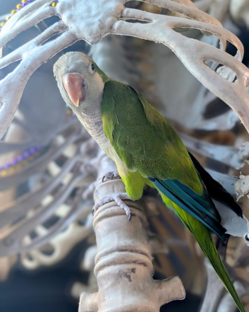 Cuddles, a Adoptable Quaker Parakeet in Ballwin, MO image 4/6