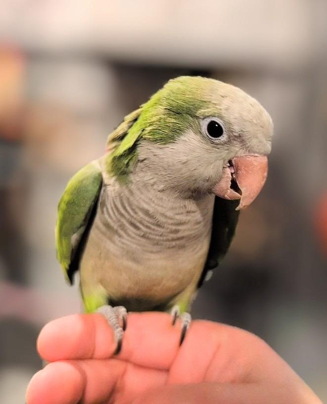 Cuddles, a Adoptable Quaker Parakeet in Ballwin, MO image 5/6