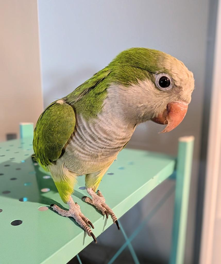 Cuddles, a Adoptable Quaker Parakeet in Ballwin, MO image 6/6