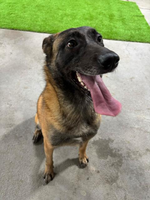 Enlarge Kaya, a Adoptable mixed breed in Clinton, CT image 5/5