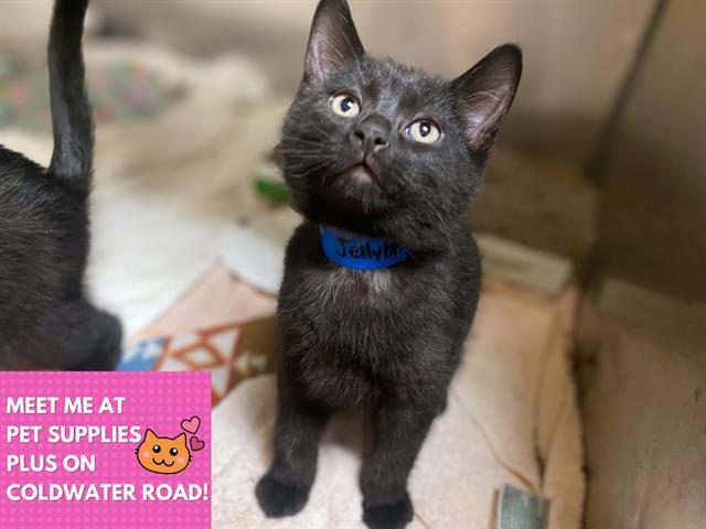 JELLY BEAN, Adoptable, Kitten Male Domestic Short Hair.