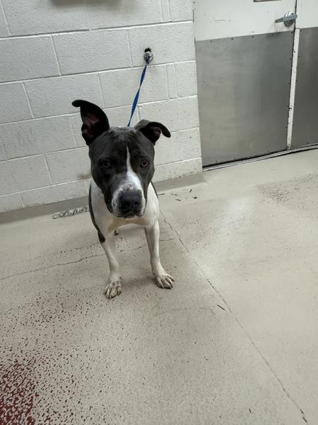 Enlarge Finn (55), a Adoptable mixed breed in Marietta, GA image 1/2