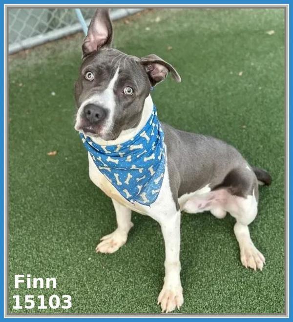 Enlarge Finn (55), a Adoptable mixed breed in Marietta, GA image 2/2