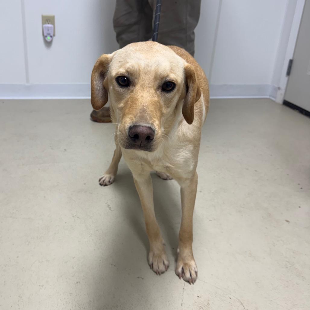 Pearl, Adoptable, Young Female Brittany Spaniel & Yellow Labrador Retriever.