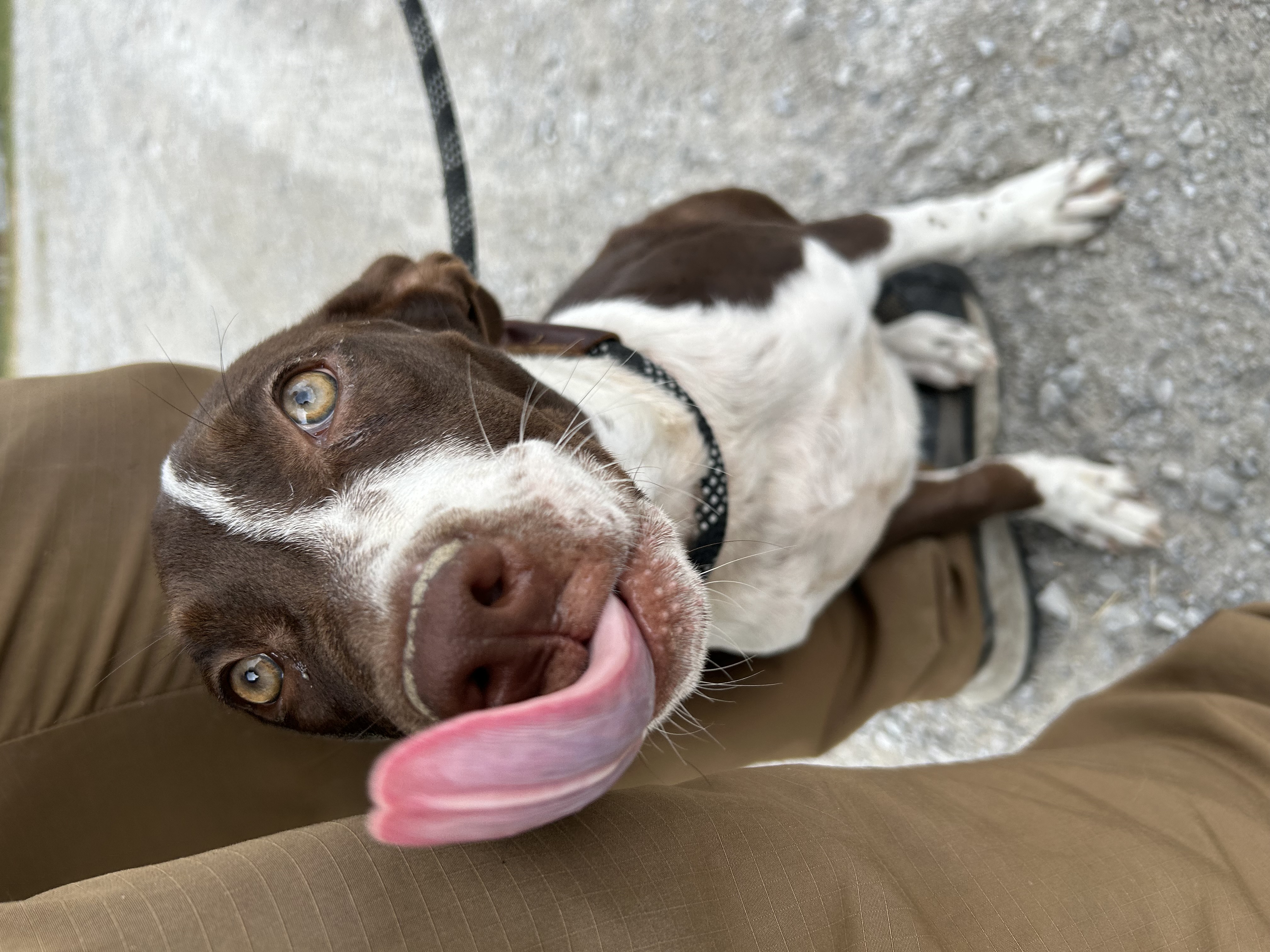 Dog for adoption Blair, a Labrador Retriever Mix in Manchester, TN