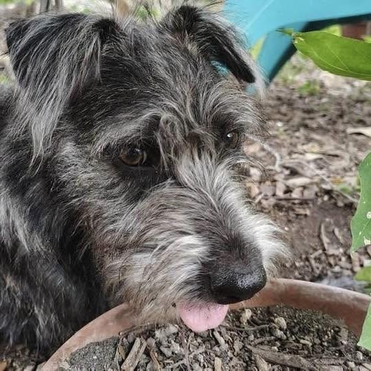 Enlarge Consuela PC, a Adopted Schnauzer in Madison, WI image 3/6