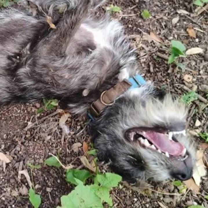 Enlarge Consuela PC, a Adopted Schnauzer in Madison, WI image 2/6