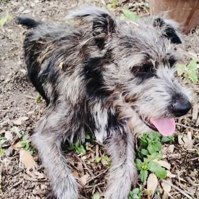 Consuela PC, Adopted, Young Female Schnauzer.