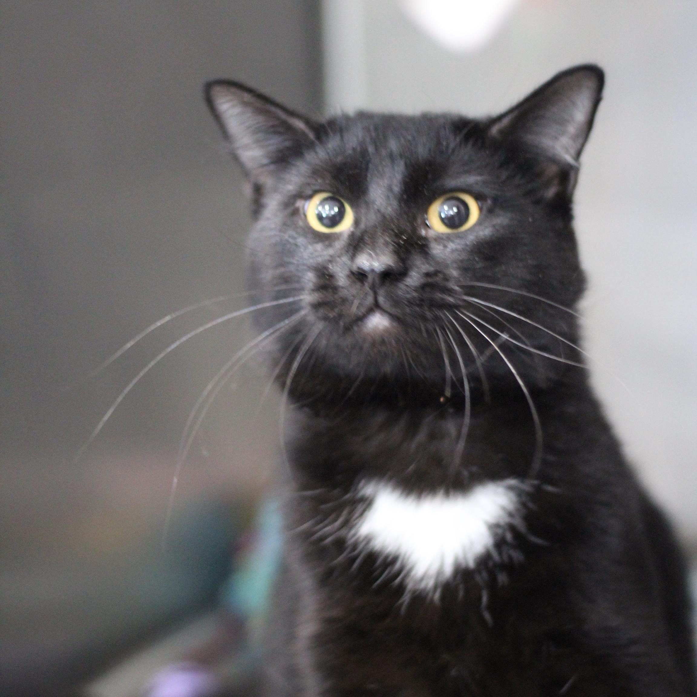 Enlarge Clover, an adopted Domestic Short Hair in Ottumwa, IA image 1/1