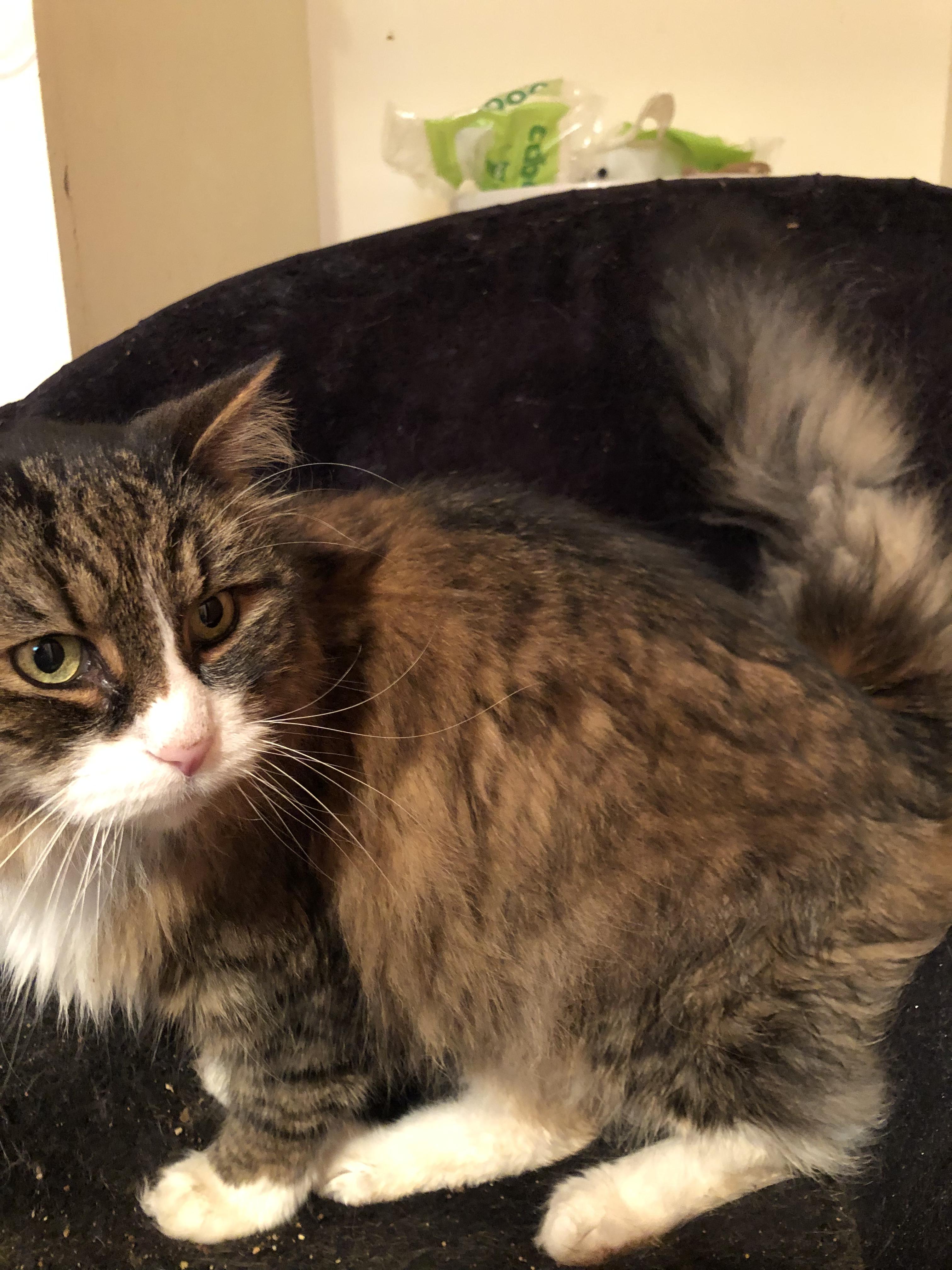 Carpet Bonk, the luxury lion-faced, big-pawed beauty who's fully earned his name! photo 3