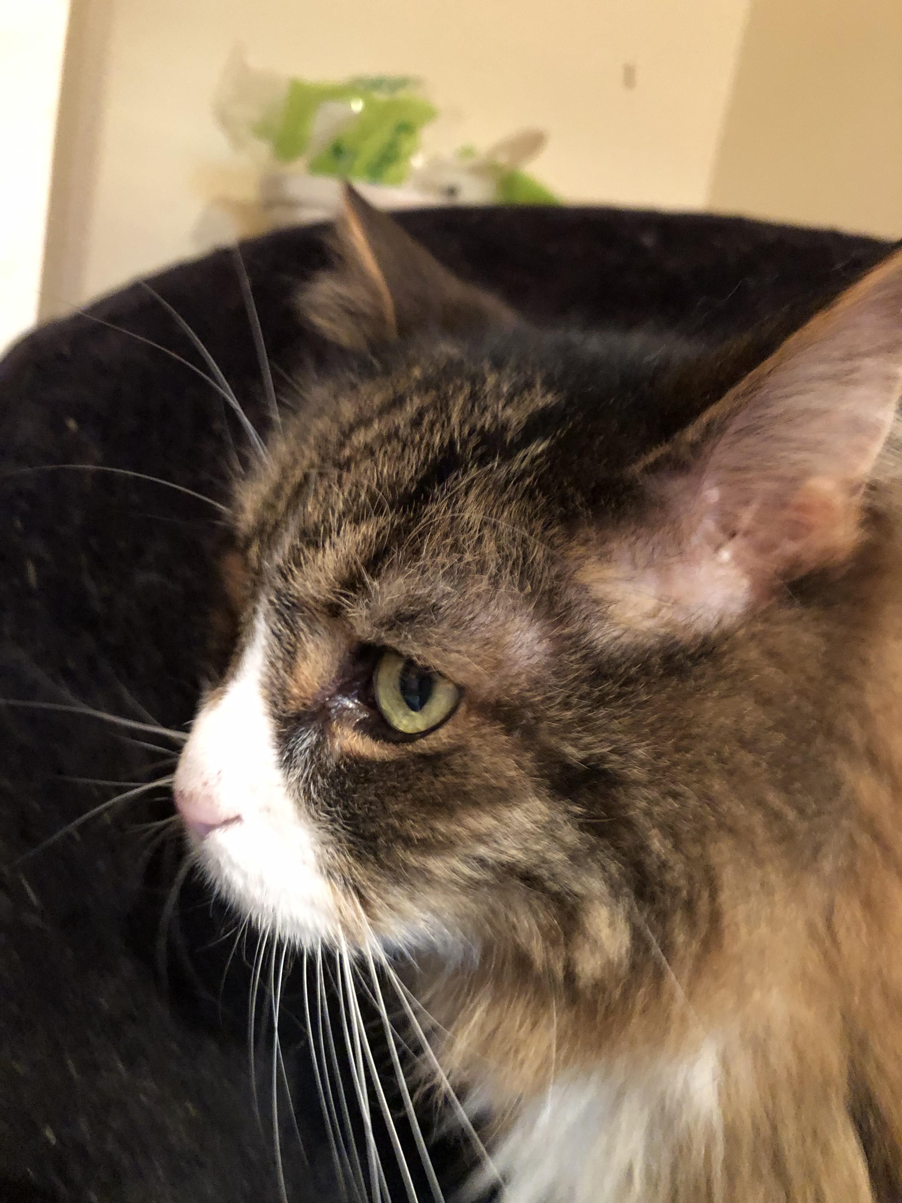 Carpet Bonk, the luxury lion-faced, big-pawed beauty who's fully earned his name! photo 2