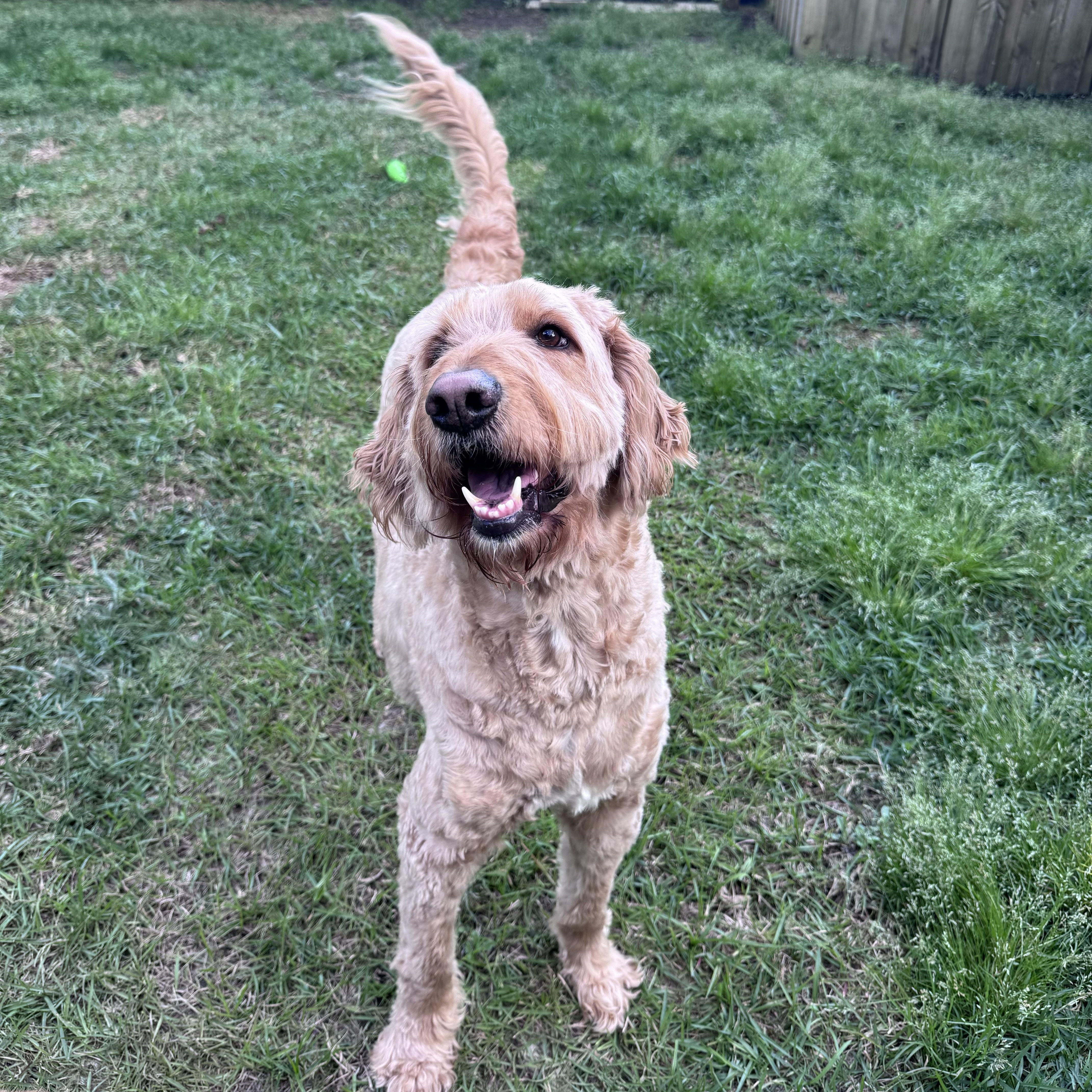 EDDY-NORTH CAROLINA, an adopted Goldendoodle in Leland, NC image 5/6