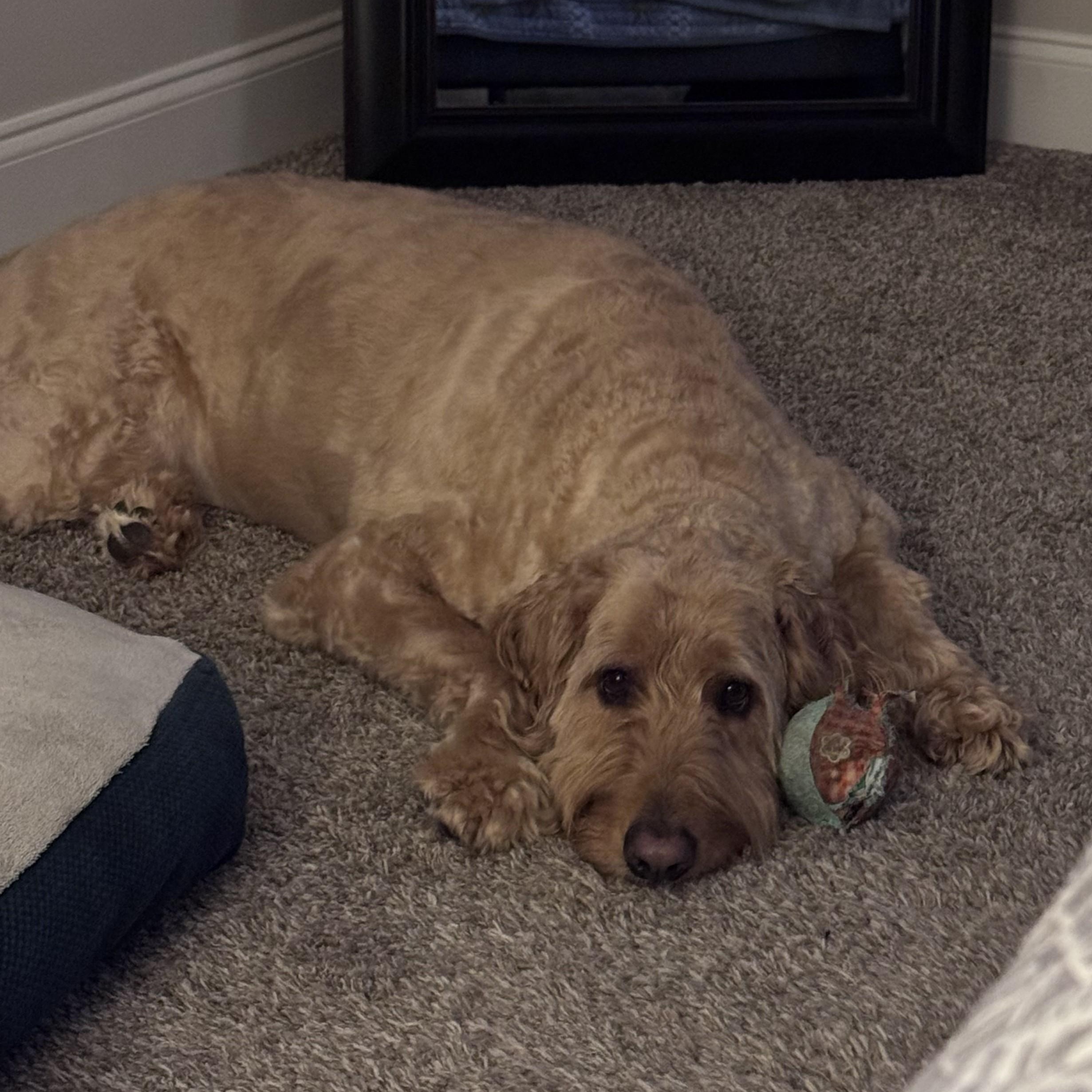 EDDY-NORTH CAROLINA, an adopted Goldendoodle in Leland, NC image 3/6