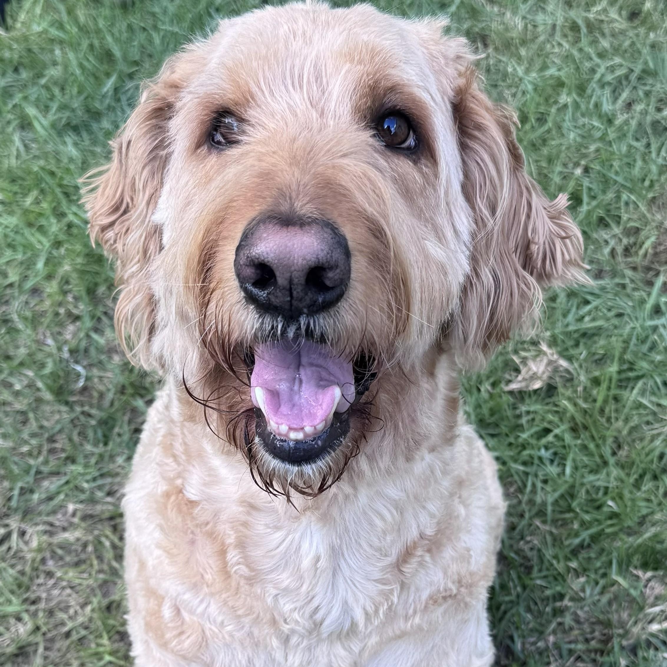EDDY-NORTH CAROLINA, an adopted Goldendoodle in Leland, NC image 2/6