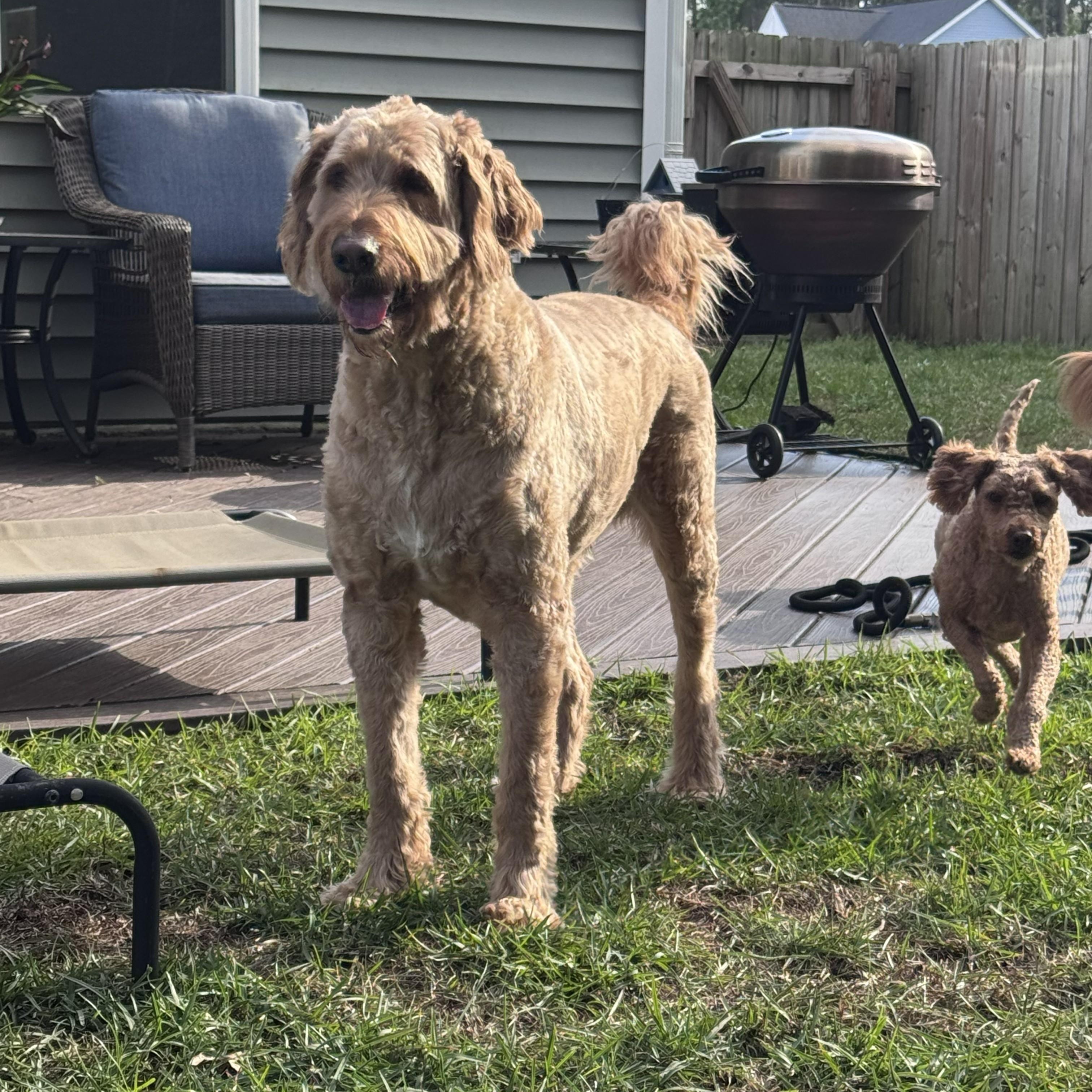 EDDY-NORTH CAROLINA, an adopted Goldendoodle in Leland, NC image 4/6