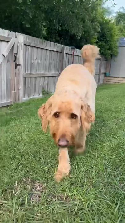 Enlarge EDDY-NORTH CAROLINA, an adopted Goldendoodle in Leland, NC video 6/6