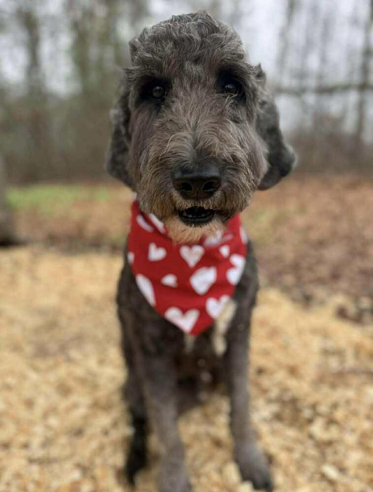 Harry, Adoptable, Adult Male Mixed Breed.