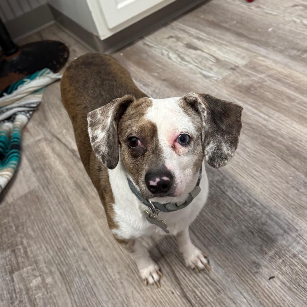 Peanut, Adoptable, Adult Male Dachshund & Chihuahua.