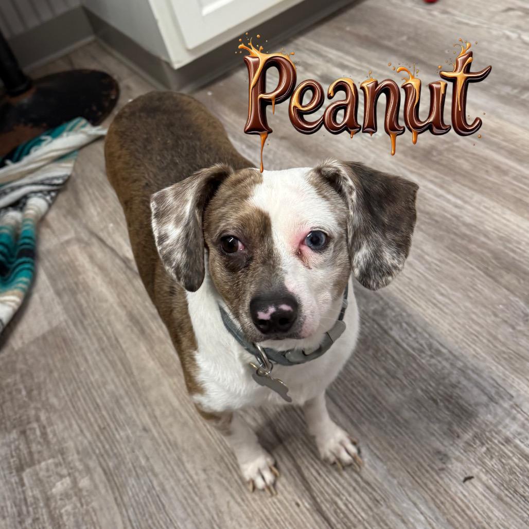 Enlarge Peanut, a Adoptable mixed breed in Muncie, IN image 2/2
