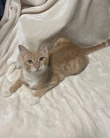 Charlie, Adopted, Young Male Domestic Short Hair.