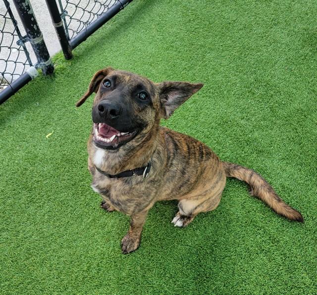ARYA, Adoptable, Young Female Dutch Shepherd & Plott Hound.