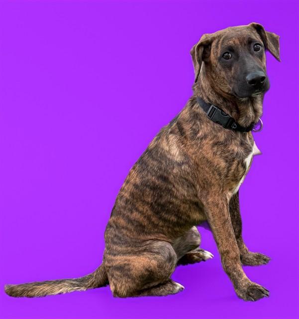 ARYA, Adoptable, Young Female Dutch Shepherd & Mixed Breed.