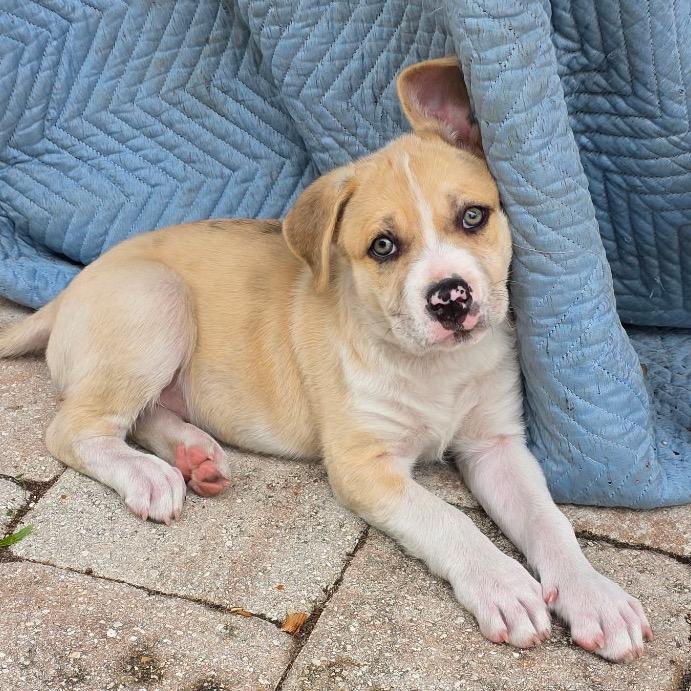 Tater, Adoptable, Puppy Male Mixed Breed.