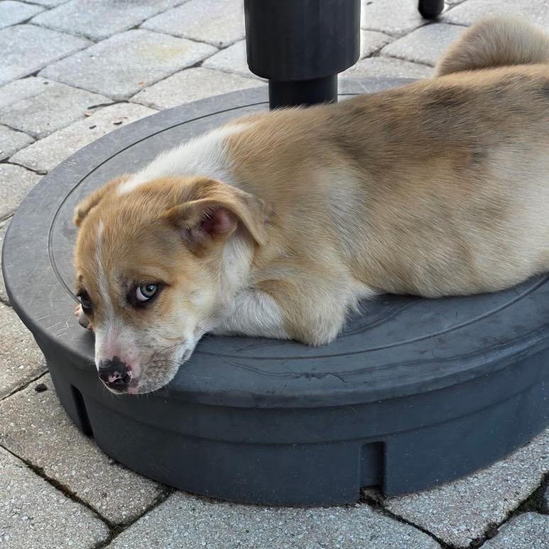 Tater, a Adoptable Mixed Breed in Jacksonville Beach, FL image 2/2