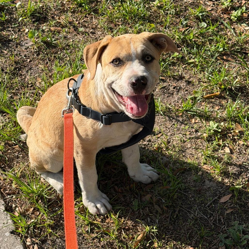 Enlarge Tater, a Adoptable Mixed Breed in Jacksonville Beach, FL image 3/3