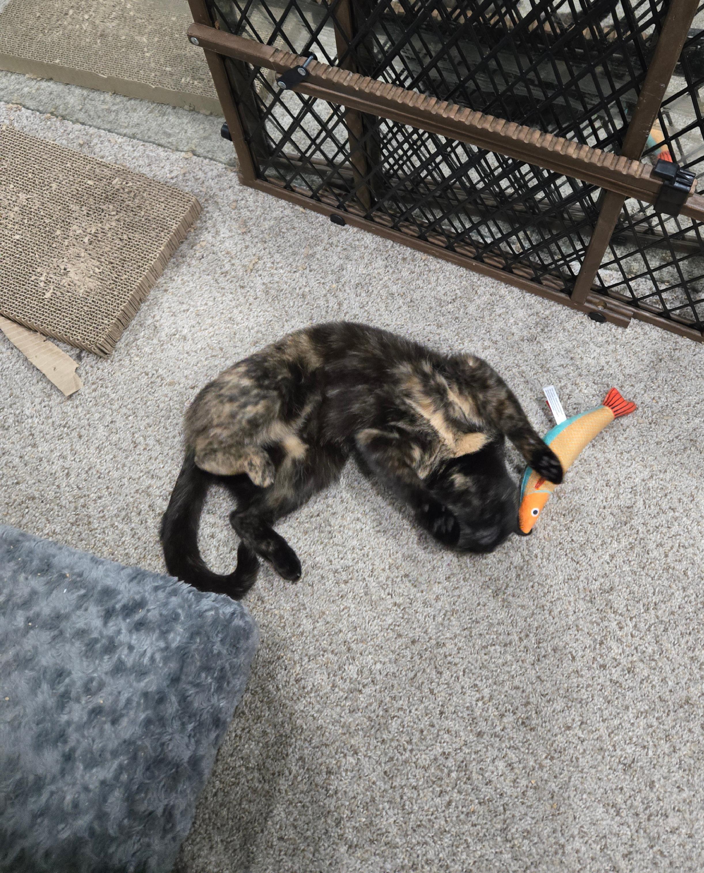 Enlarge Paris, a Adopted Tortoiseshell in Baltimore, MD image 2/5