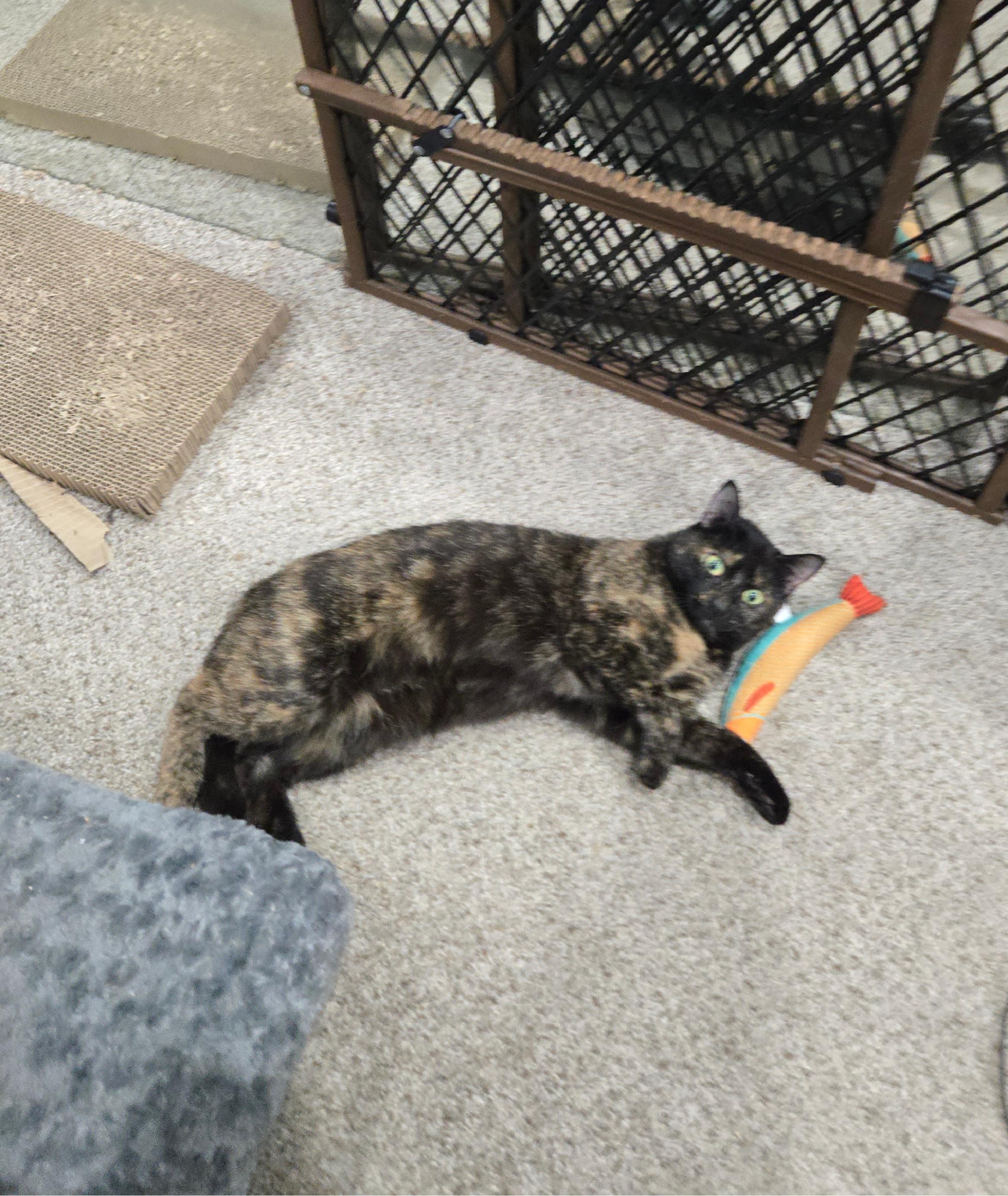 Paris, Adopted, Adult Female Tortoiseshell.