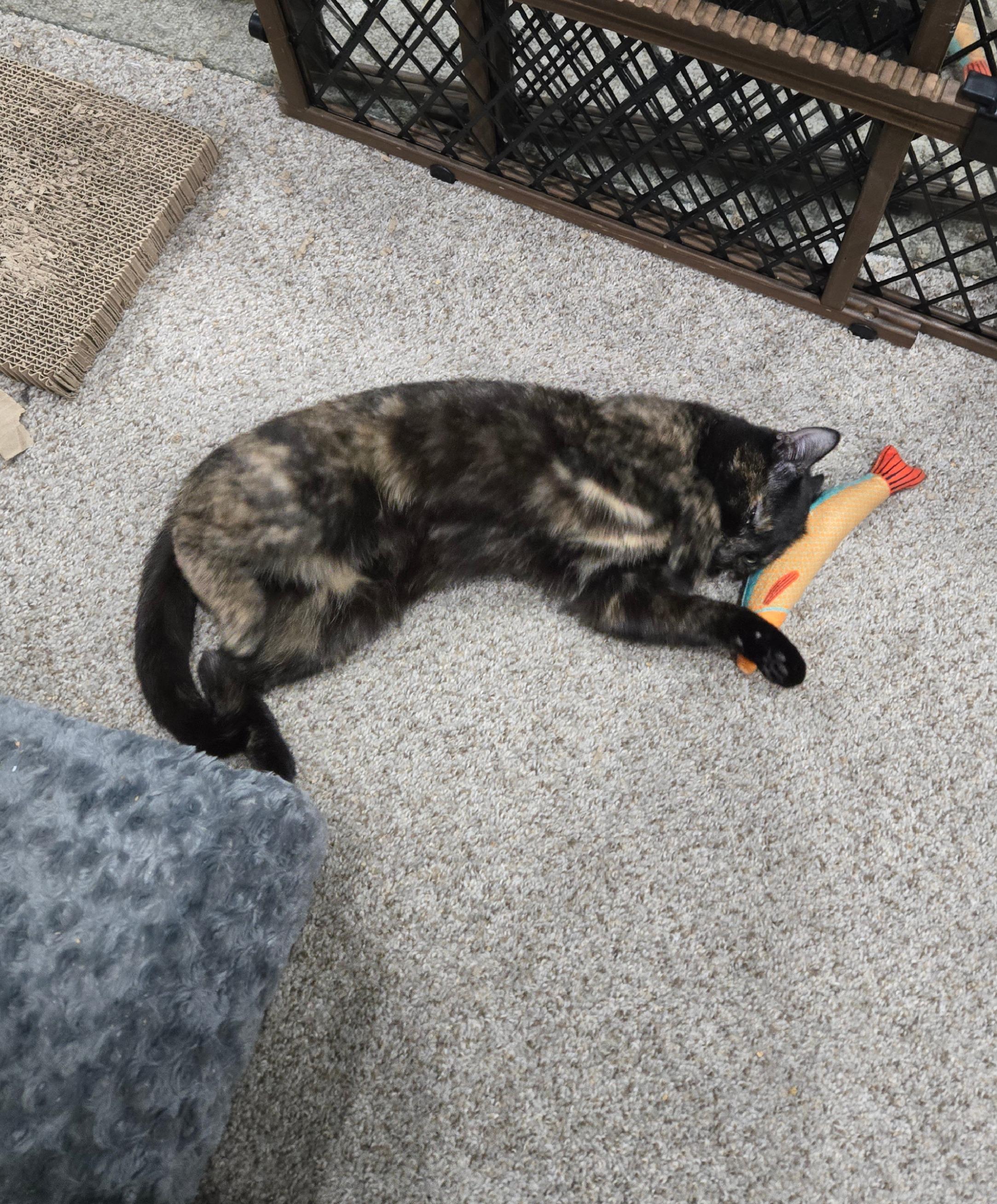 Enlarge Paris, a Adopted Tortoiseshell in Baltimore, MD image 3/5