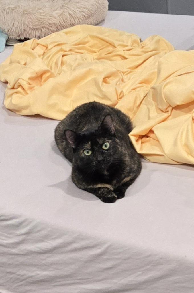 Enlarge Paris, a Adopted Tortoiseshell in Baltimore, MD image 4/5