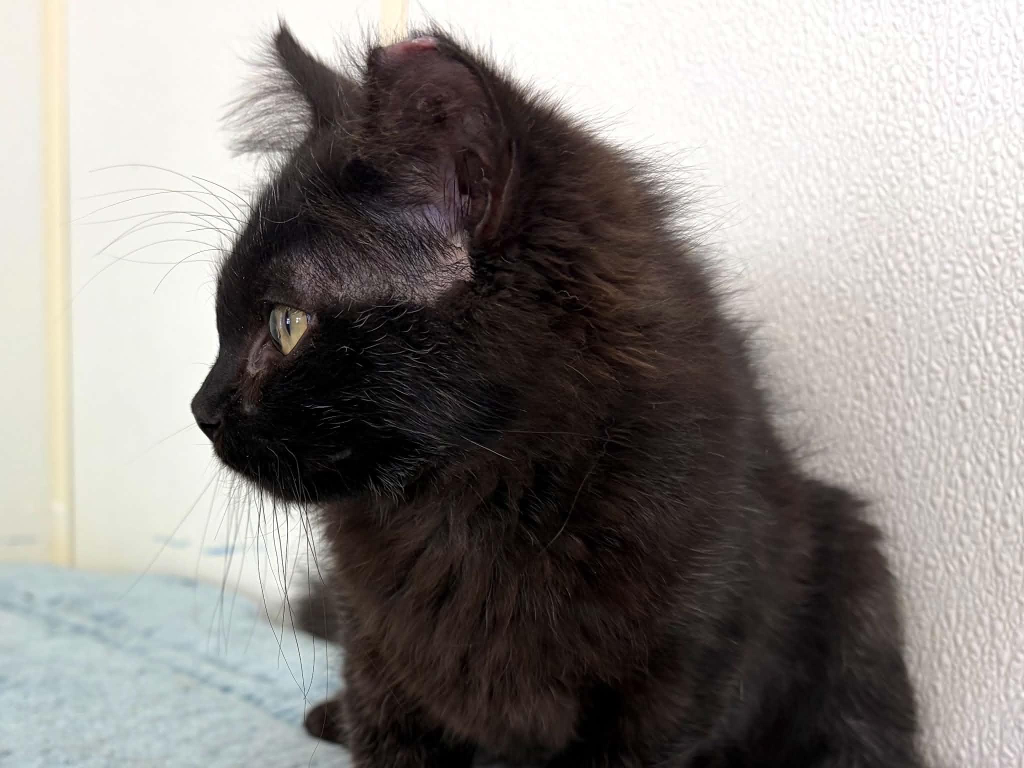 Enlarge Curly, a Adoptable mixed breed in Republic, WA image 3/6