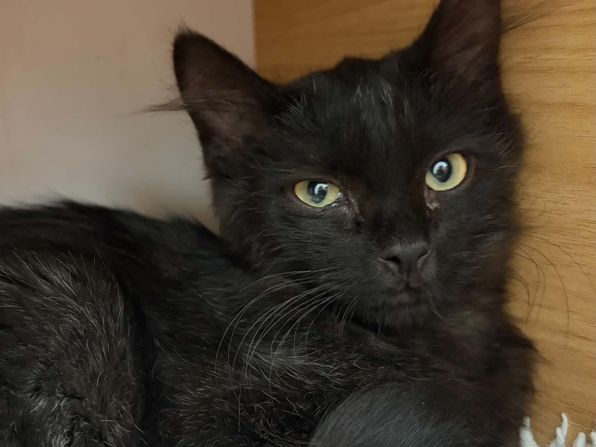 Curly, Adoptable, Kitten Female Domestic Medium Hair.