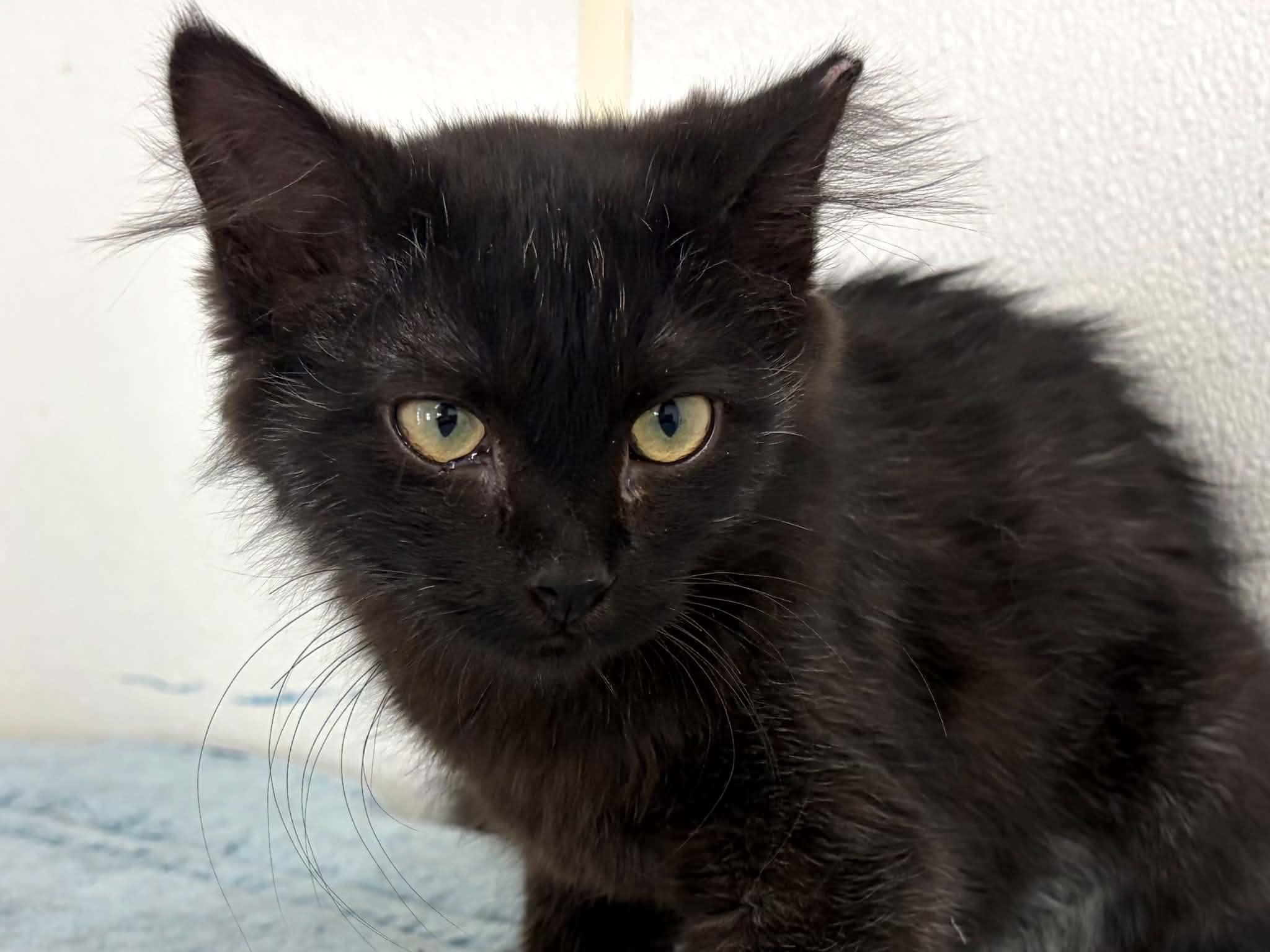 Enlarge Curly, a Adoptable mixed breed in Republic, WA image 4/6
