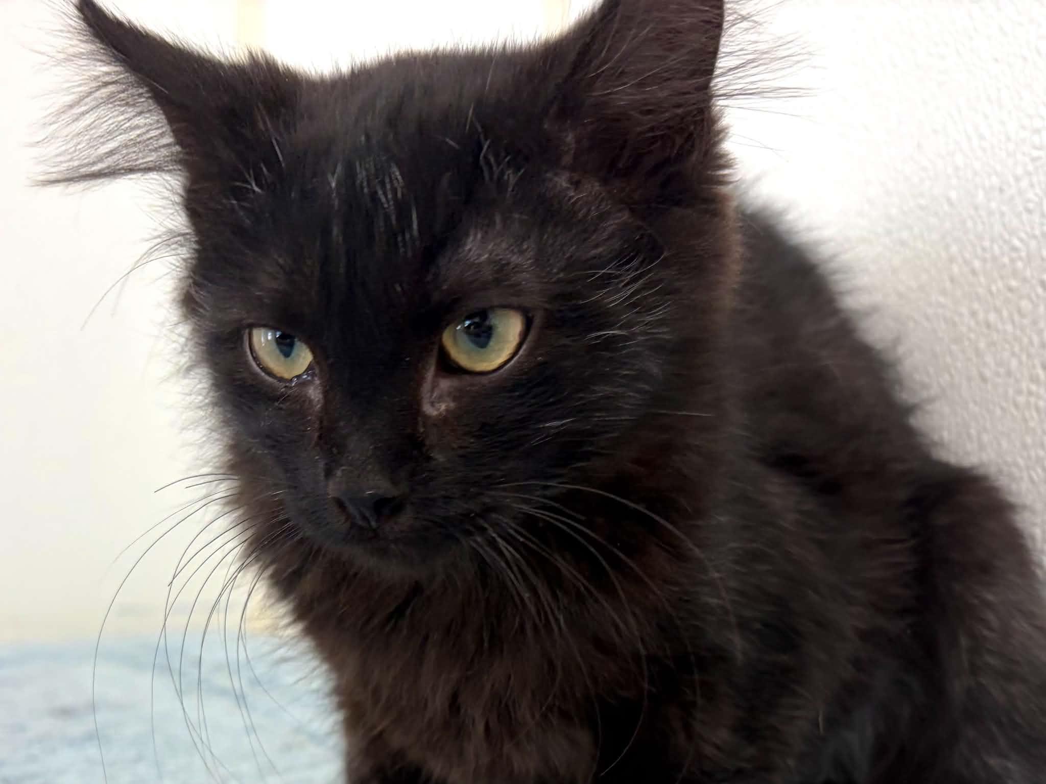 Enlarge Curly, a Adoptable mixed breed in Republic, WA image 5/6