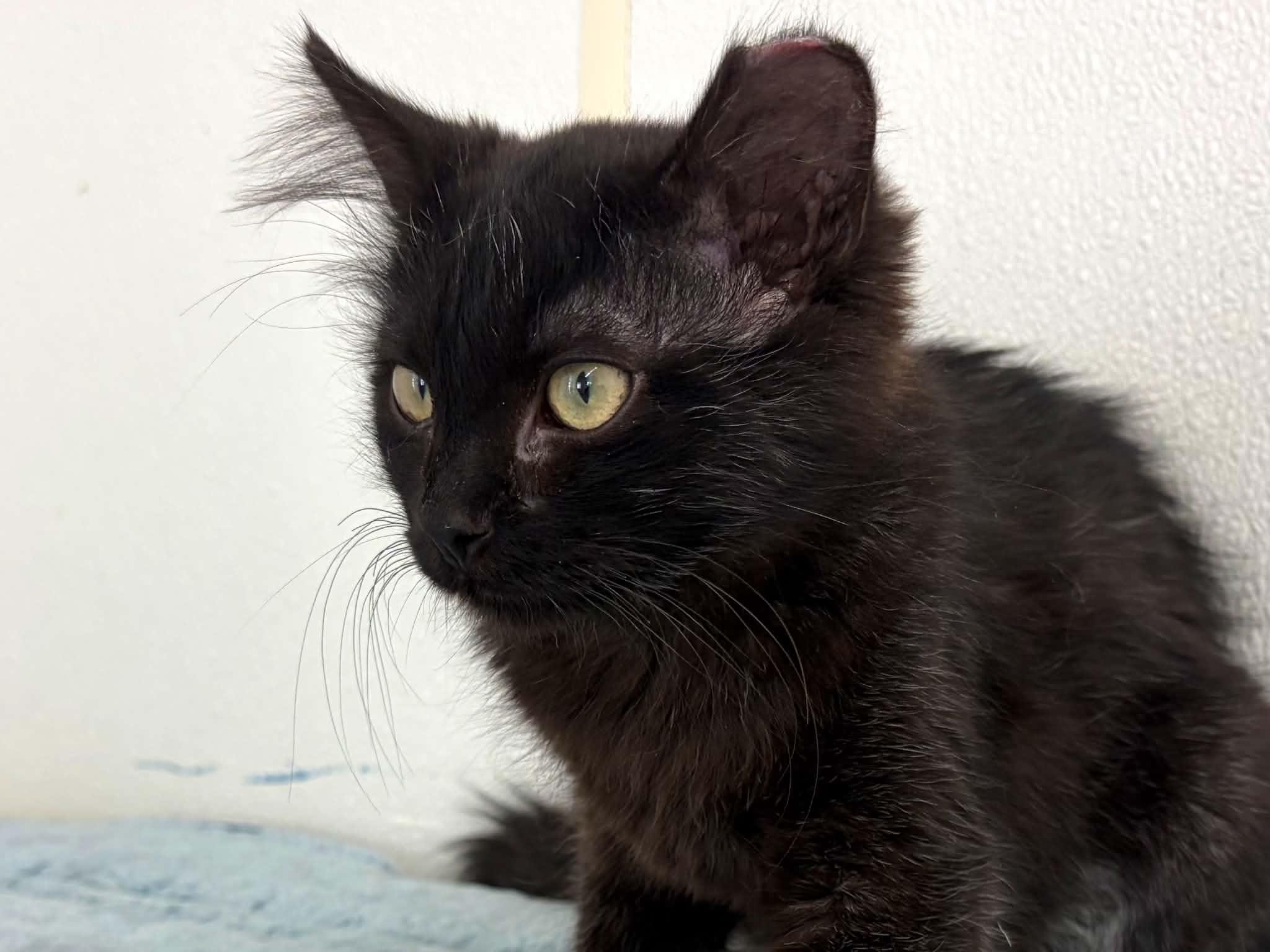 Enlarge Curly, a Adoptable mixed breed in Republic, WA image 2/6
