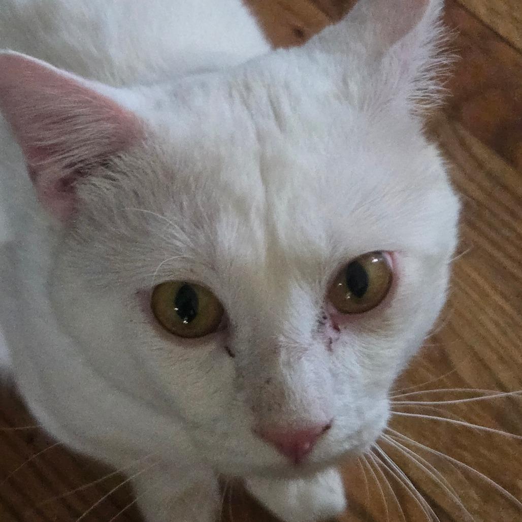 Enlarge Barry, a Adoptable Domestic Short Hair in Grantsville, UT image 1/2