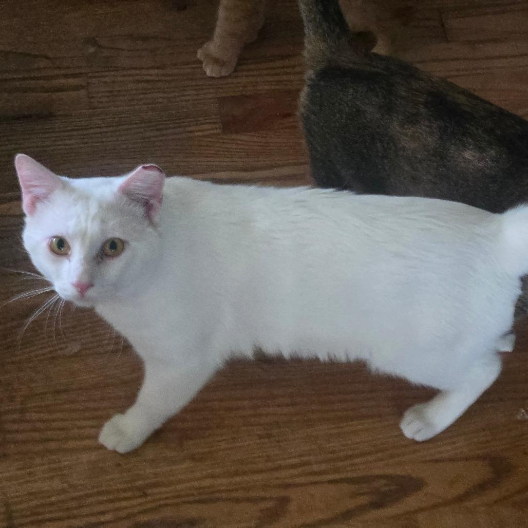 Enlarge Barry, a Adoptable Domestic Short Hair in Grantsville, UT image 2/2