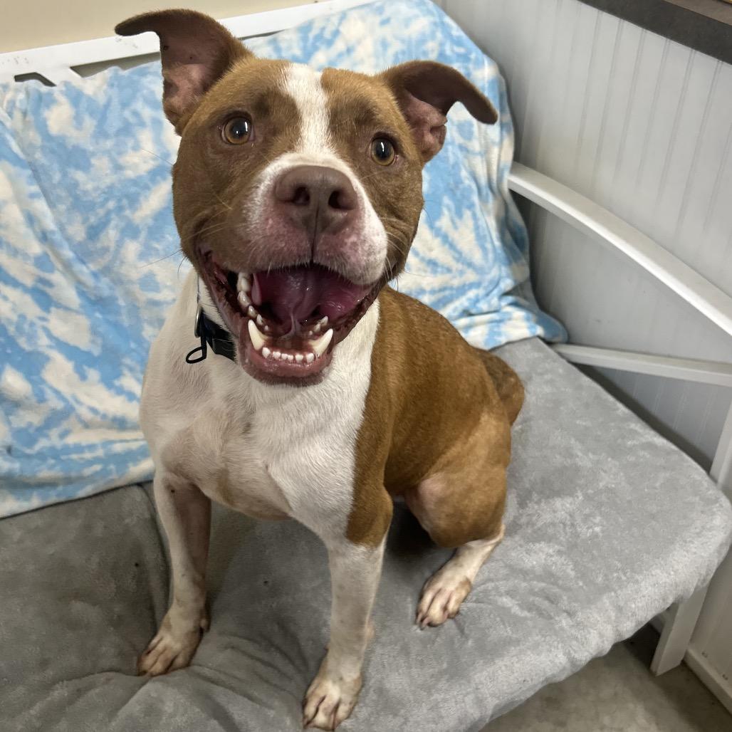 Enlarge Rojo, a Adoptable Terrier in Falmouth, KY image 1/1