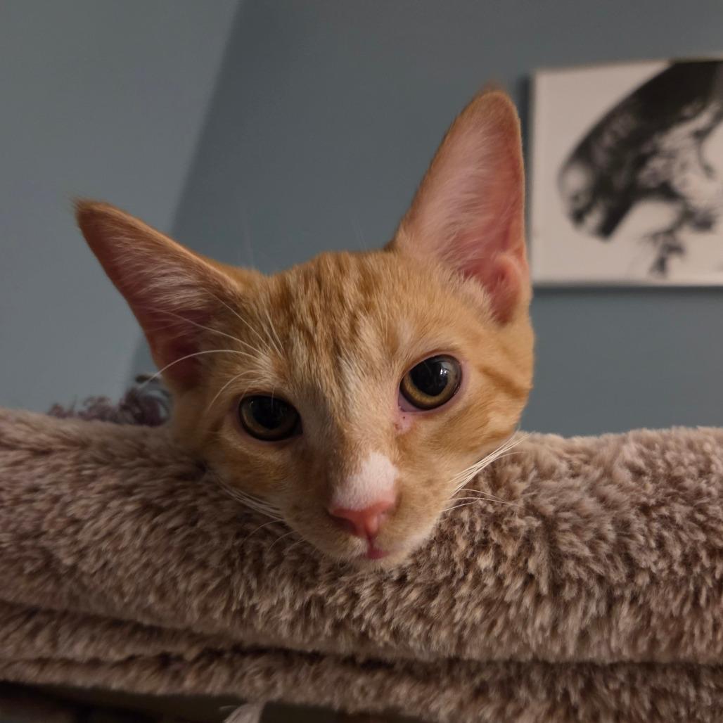 Parsnip, Adoptable, Kitten Male American Shorthair.