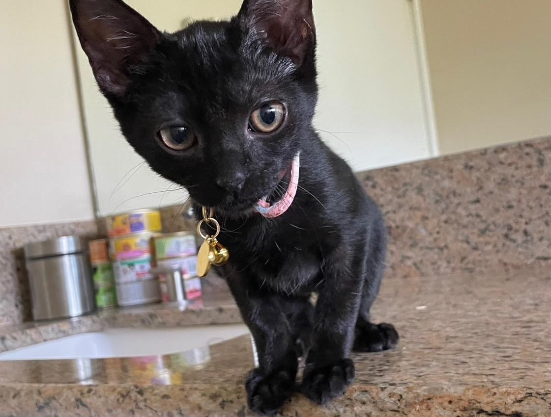 Ink, an adopted Domestic Short Hair in Honolulu, HI image 2/4