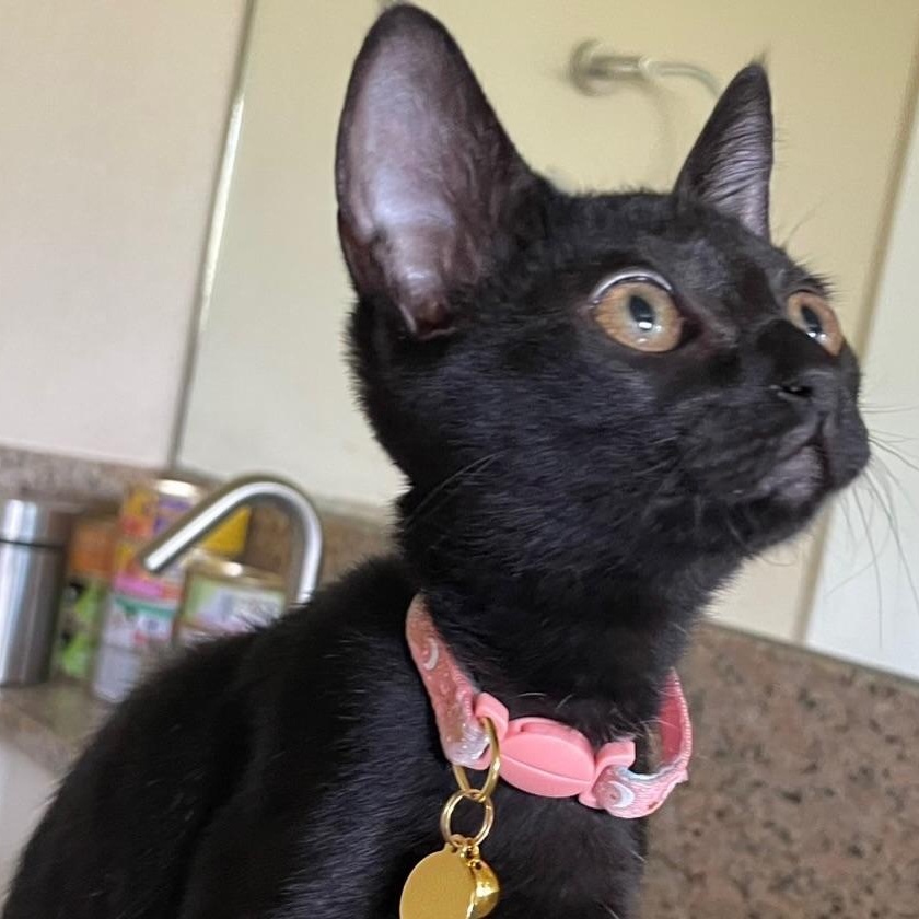 Ink, adopted, Kitten Female Domestic Short Hair.